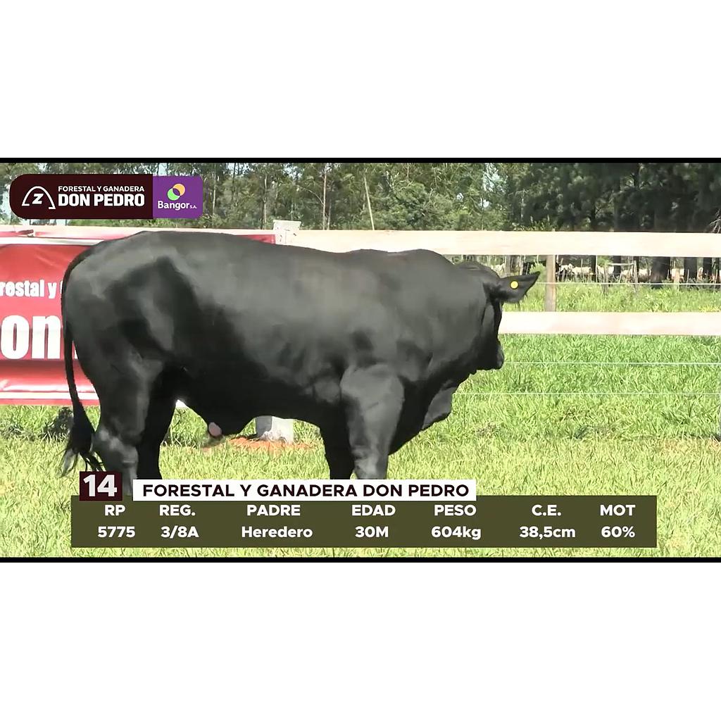 LOTE 14 // TORO BRANGUS