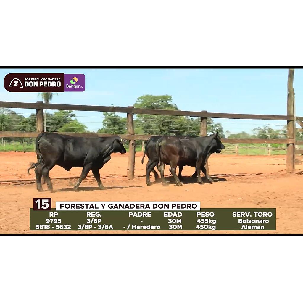 LOTE 15 // VAQUILLAS BRANGUS