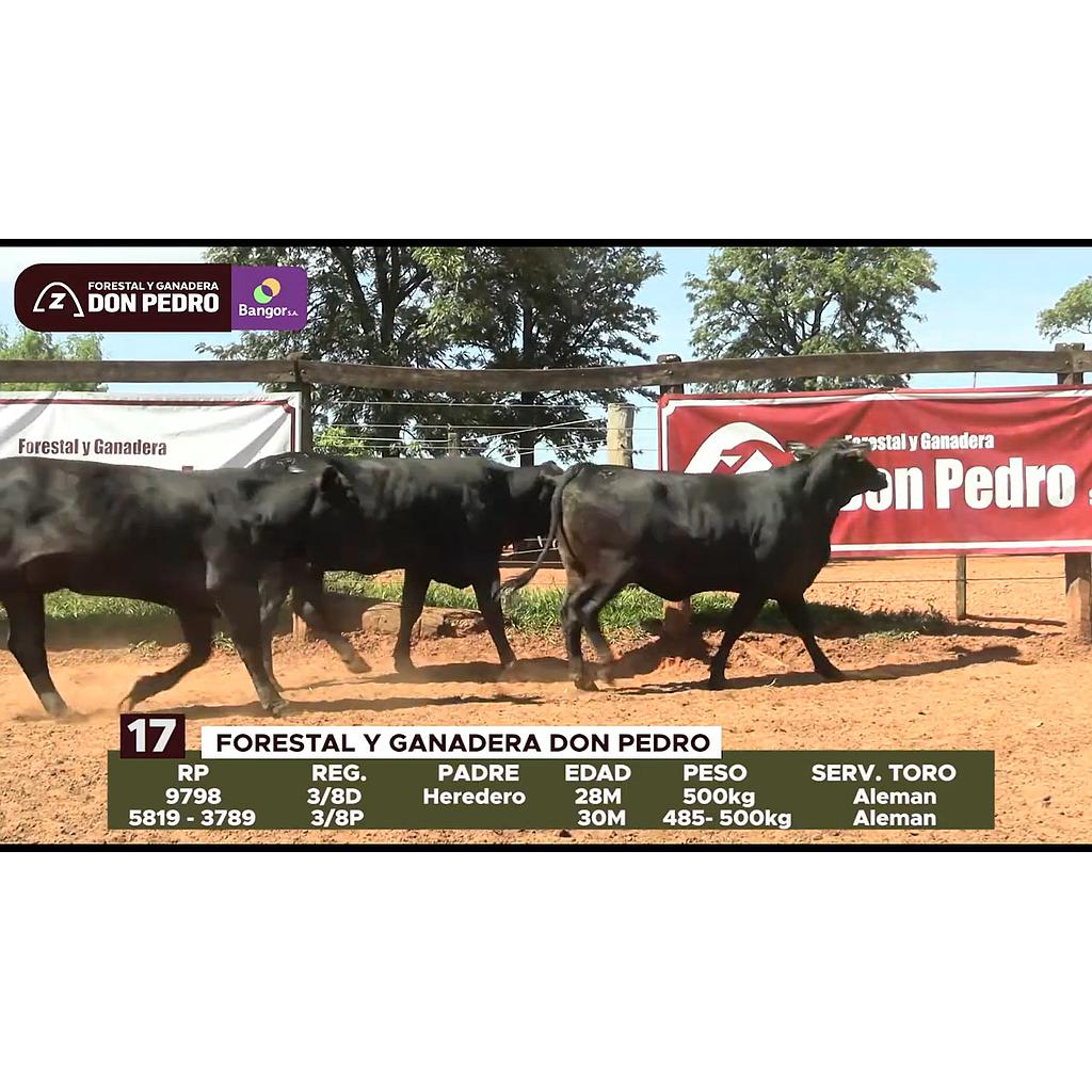 LOTE 17 // VAQUILLAS BRANGUS