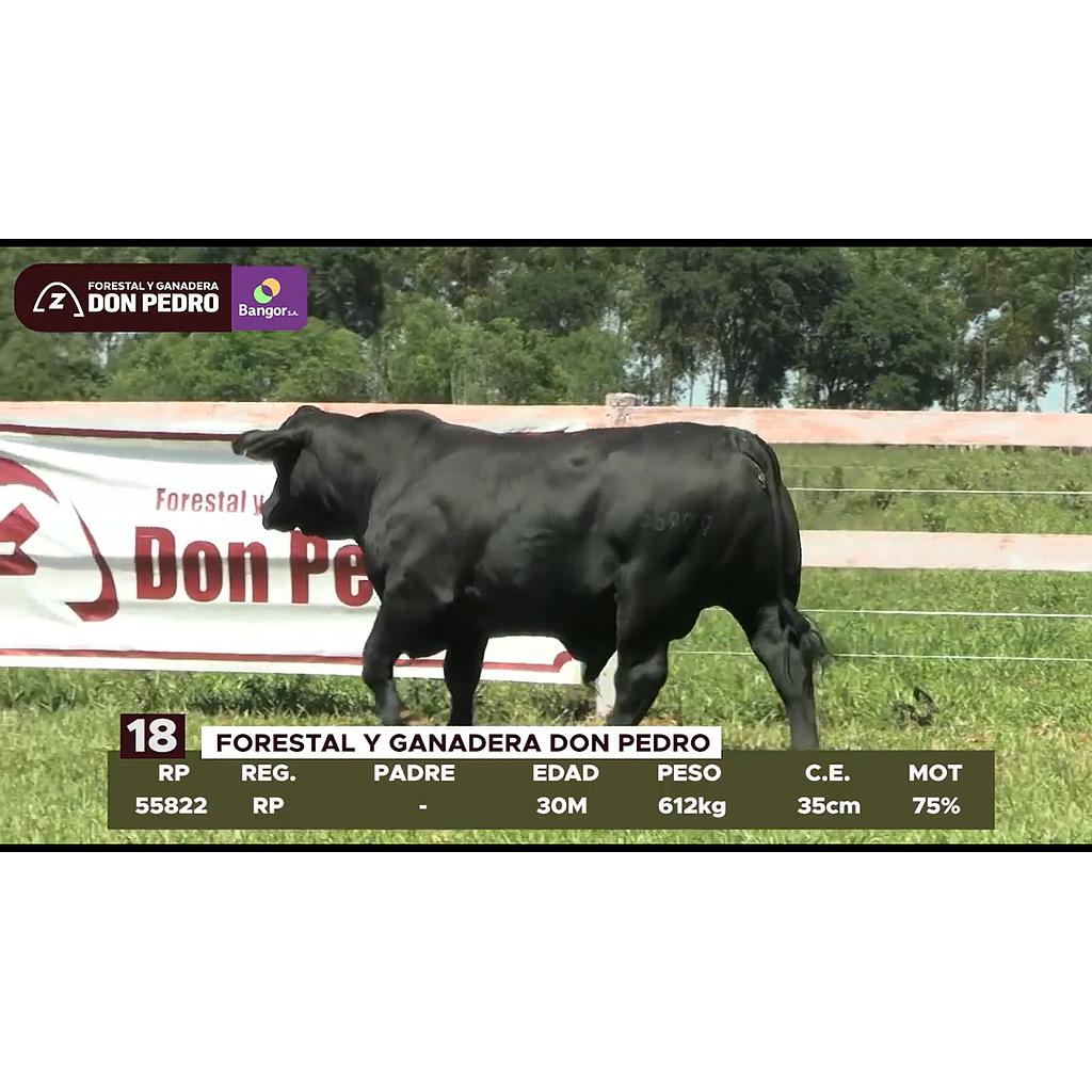 LOTE 18 // TORO BRANGUS