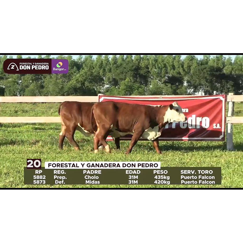 LOTE 20 // VAQUILLAS BRAFORD