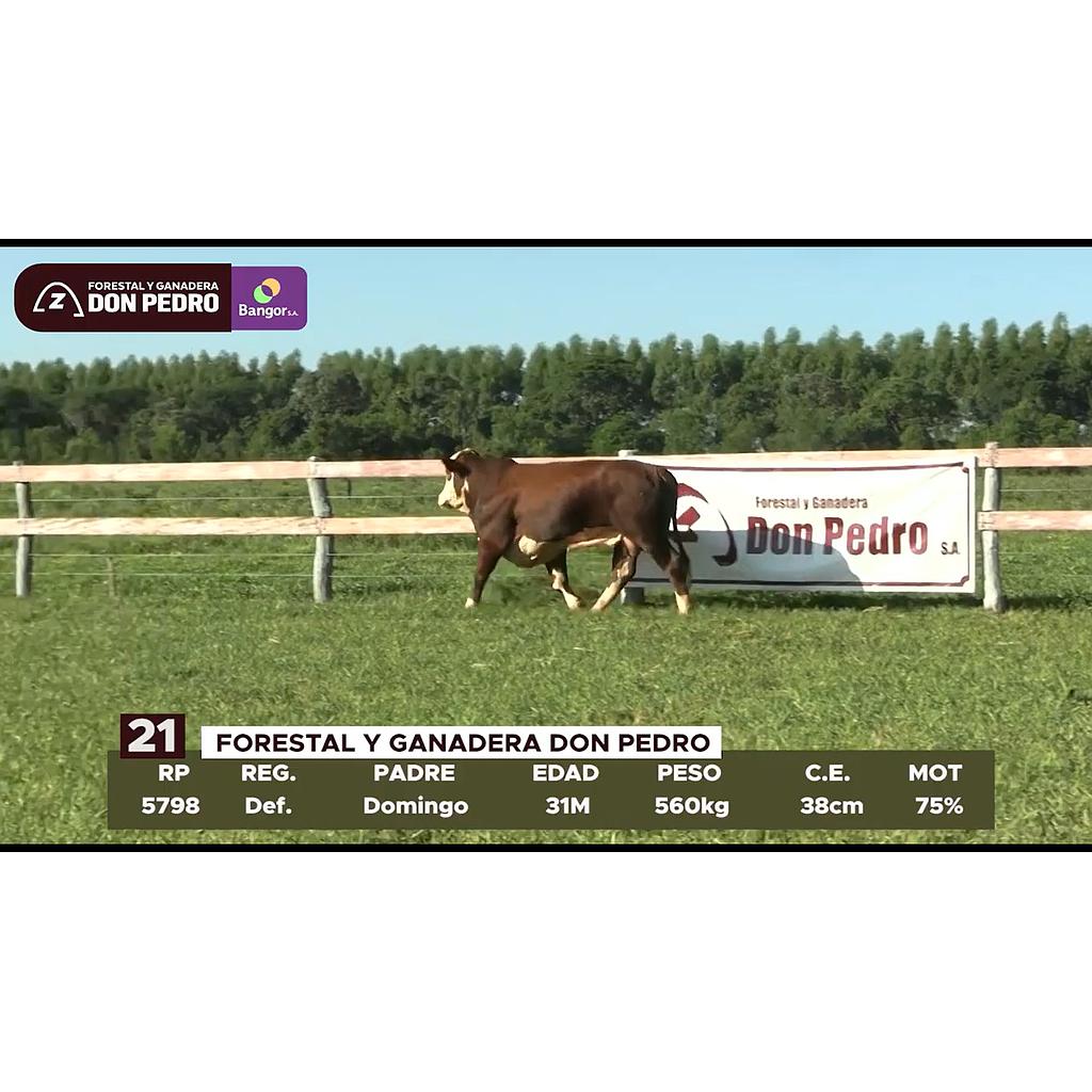 LOTE 21 // TORO BRAFORD