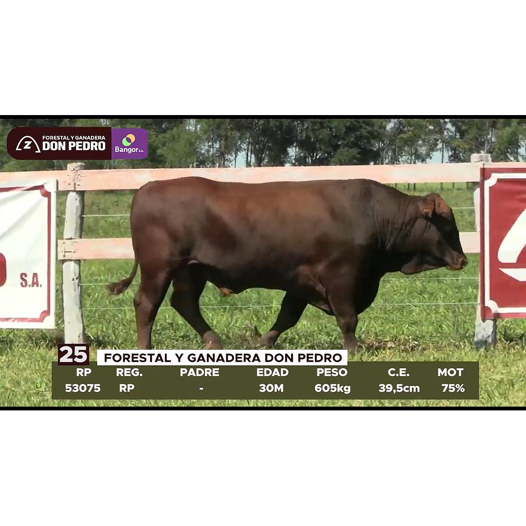 LOTE 25 // TORO BRANGUS