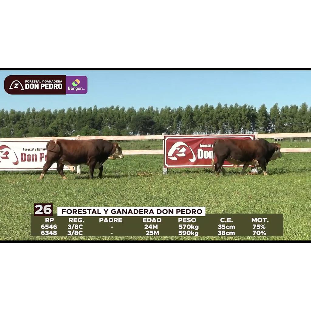 LOTE 26 // TOROS BRAFORD