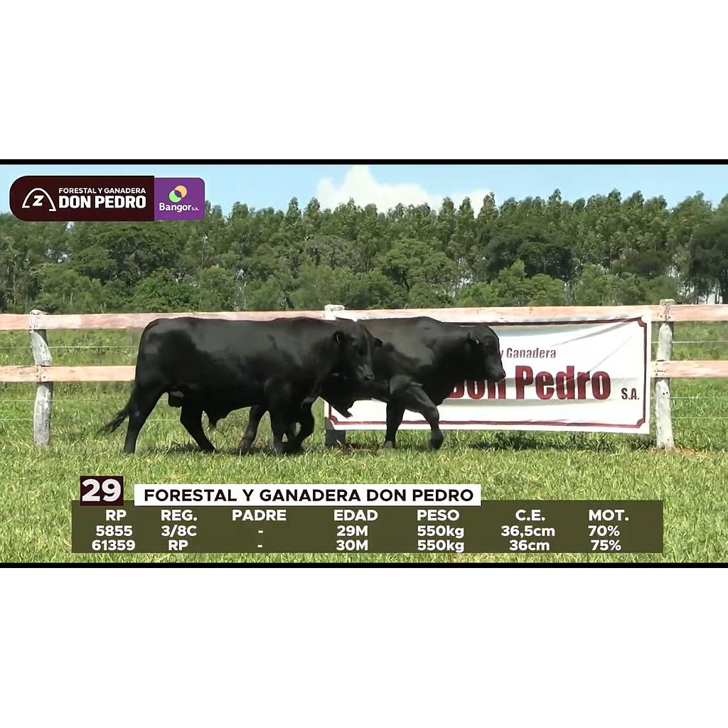 LOTE 29 // TOROS BRANGUS