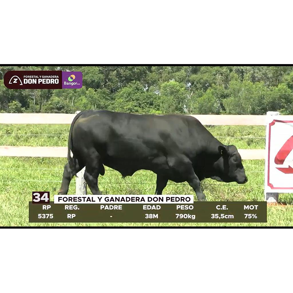 LOTE 34 // TORO BRANGUS