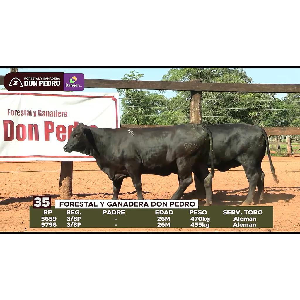 LOTE 35 // VAQUILLAS BRANGUS