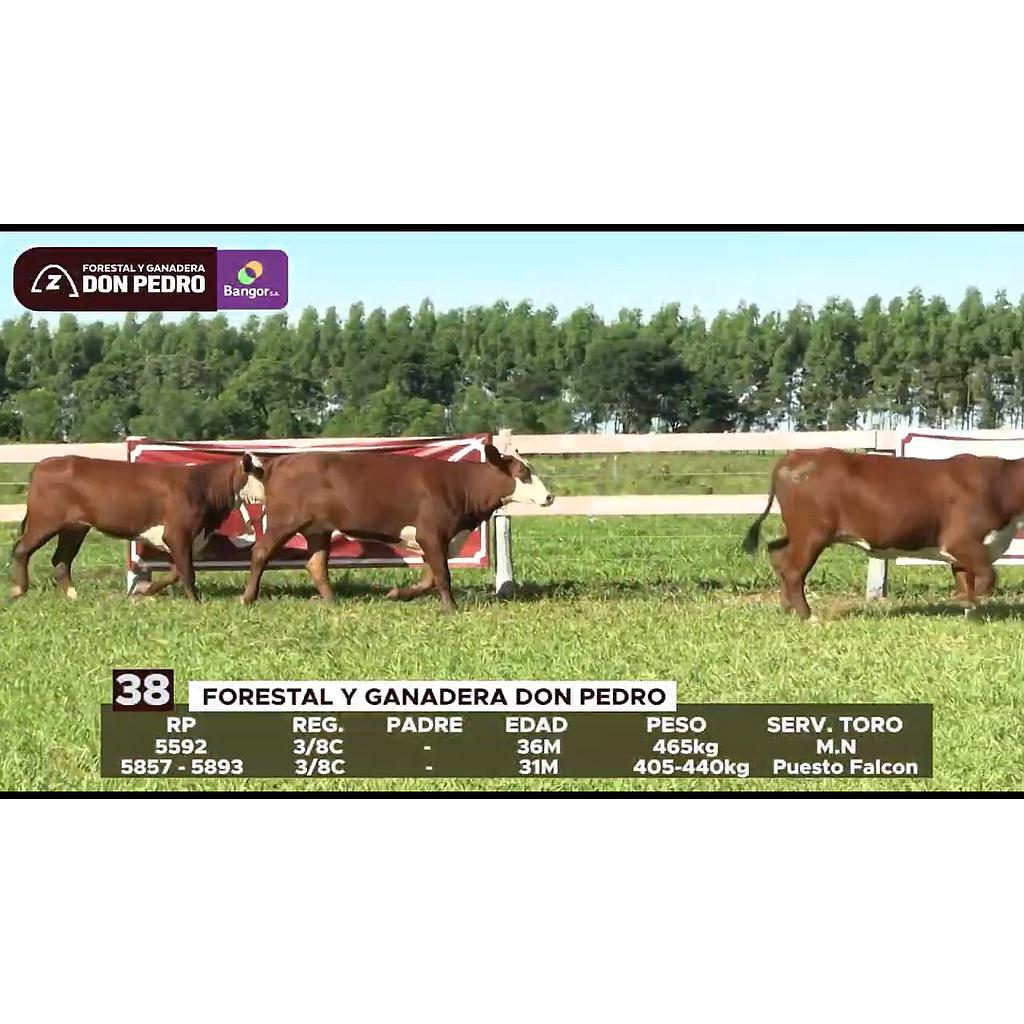 LOTE 38 // VAQUILLAS BRAFORD