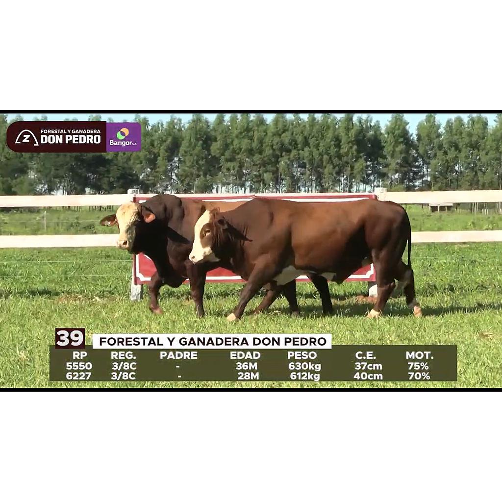LOTE 39 // TOROS BRAFORD