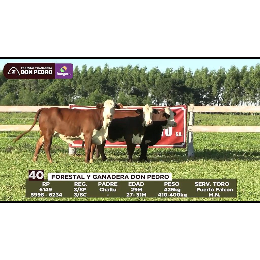 LOTE 40 // VAQUILLAS BRAFORD