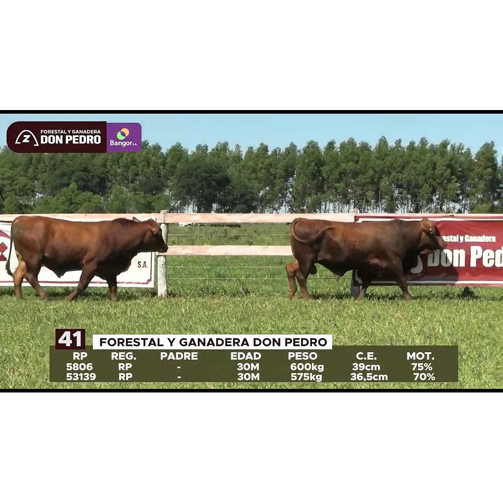 LOTE 41 // TOROS BRANGUS
