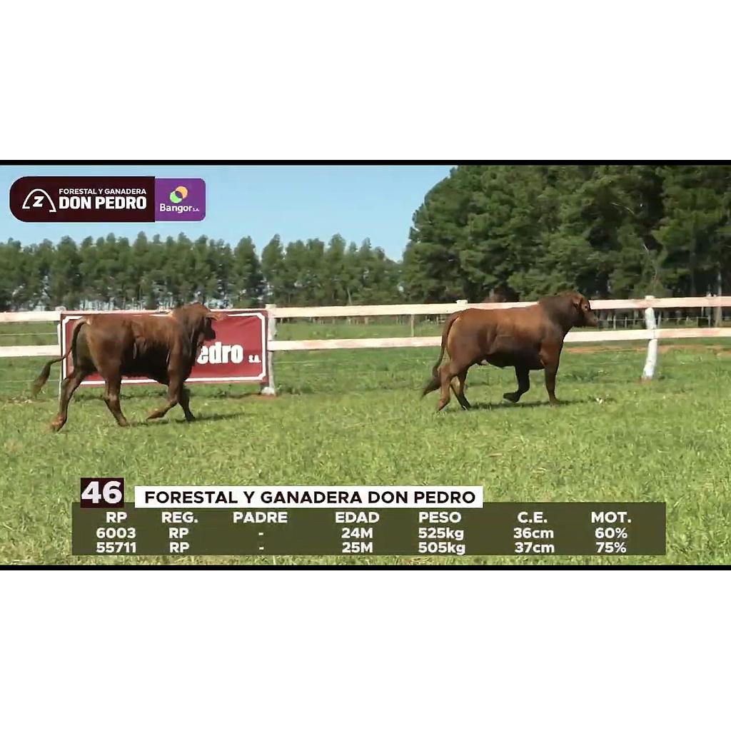 LOTE 46 // TOROS BRANGUS