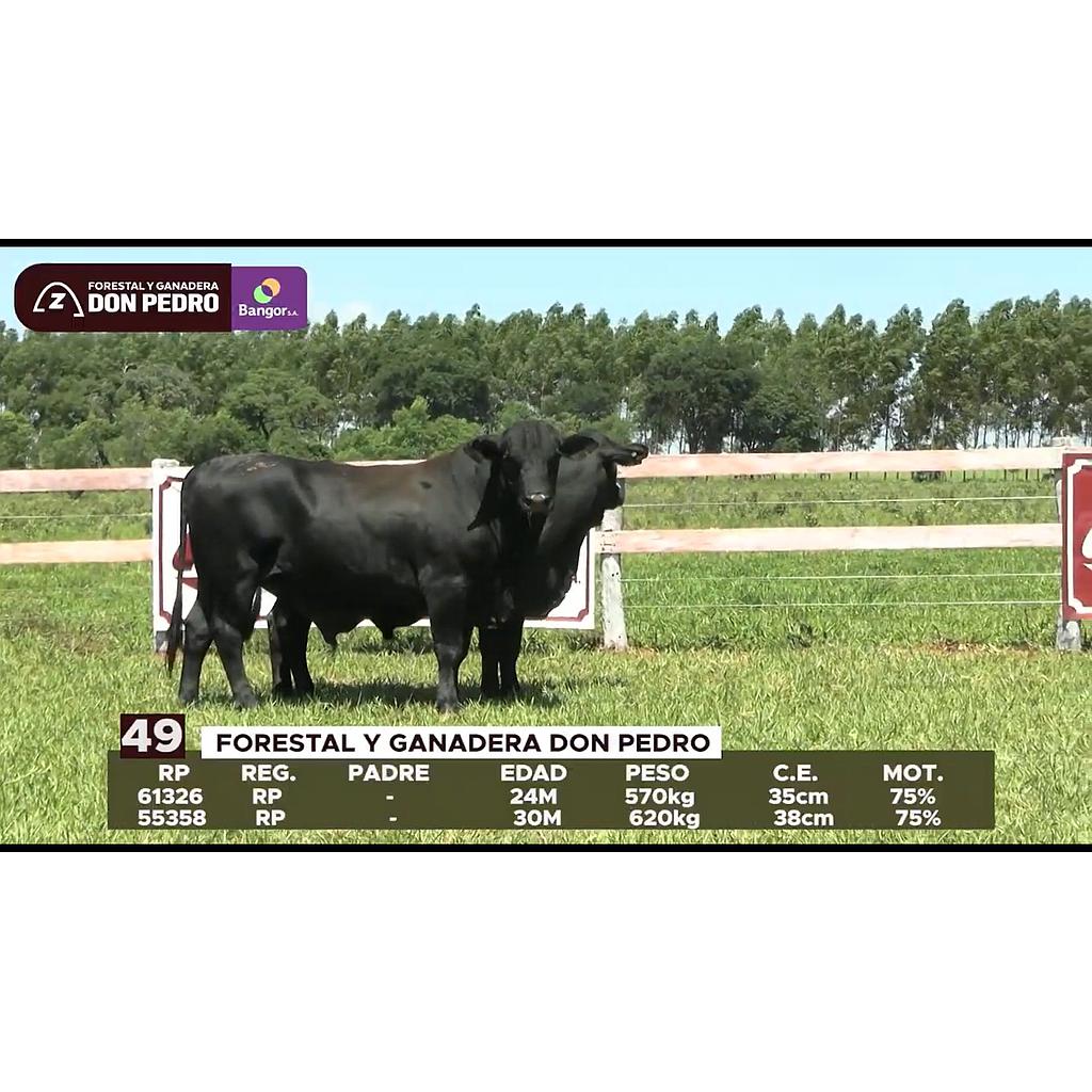 LOTE 49 // TOROS BRANGUS