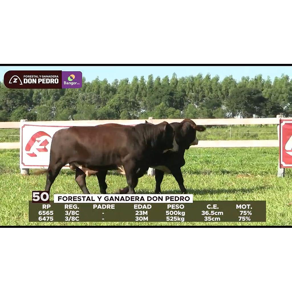 LOTE 50 // VAQUILLAS BRAFORD