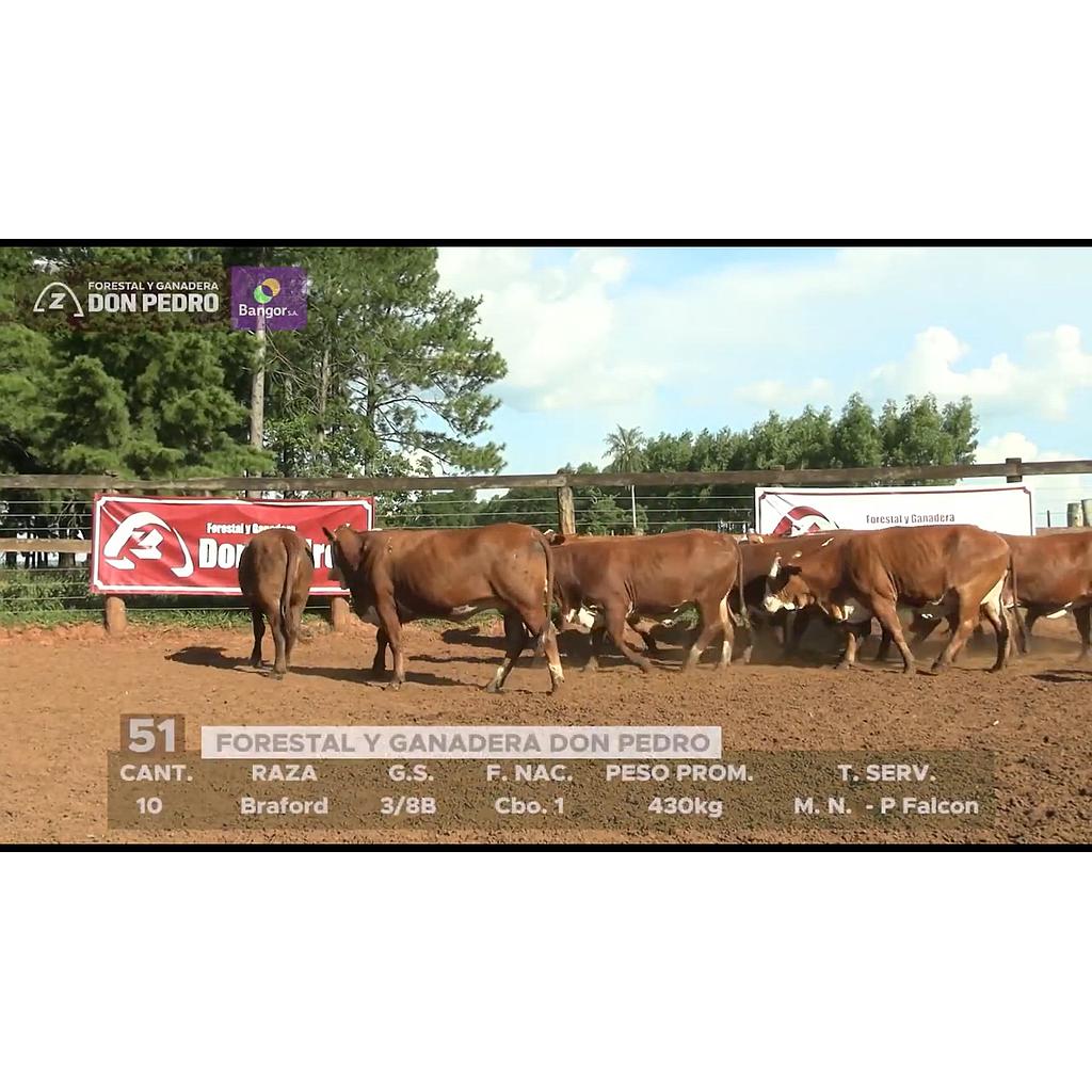 LOTE 51 // VAQUILLAS BRAFORD