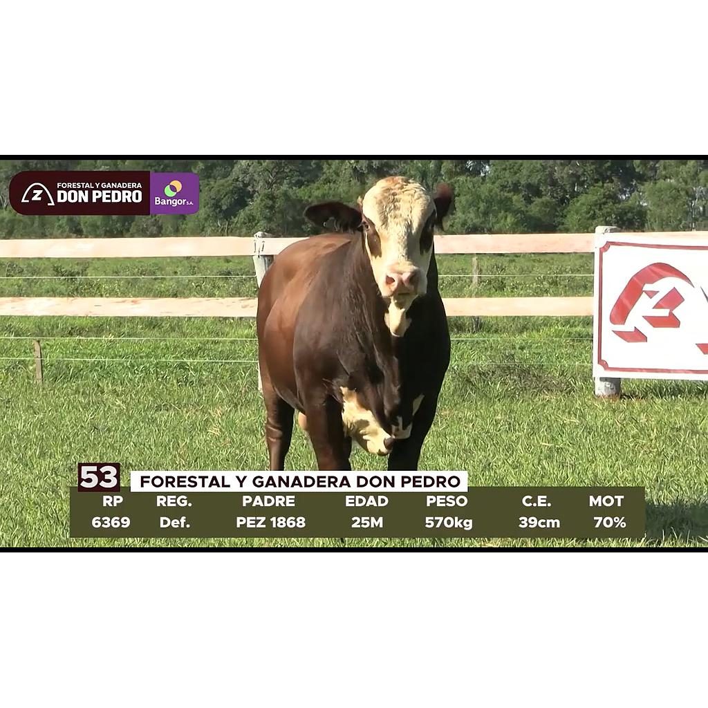 LOTE 53 // TORO BRAFORD