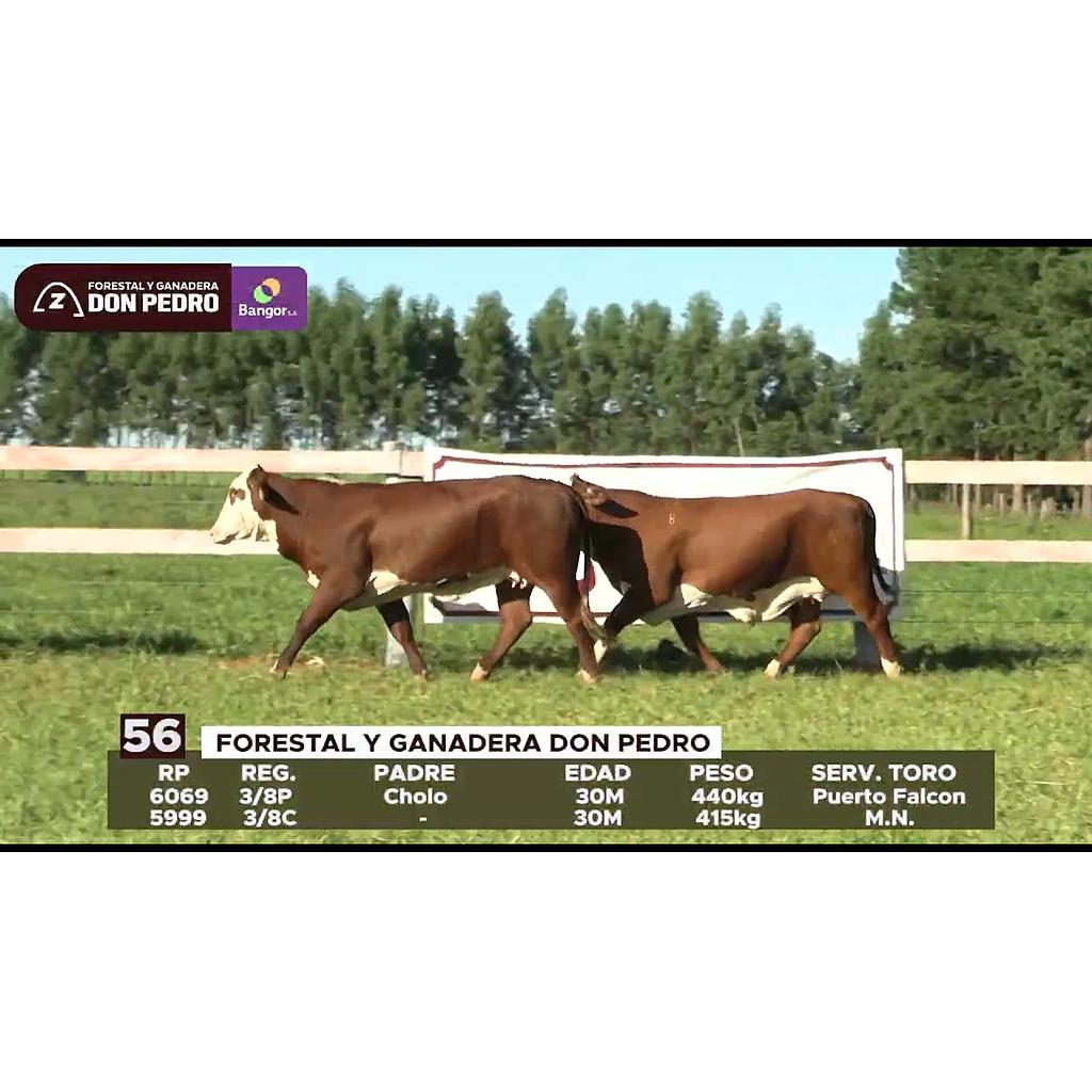 LOTE 56 // VAQUILLAS BRAFORD
