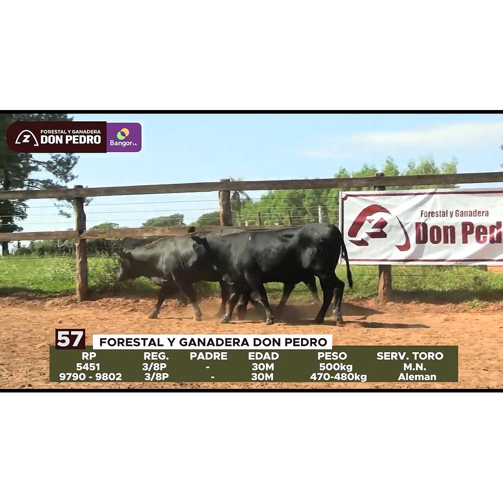 LOTE 57 // VAQUILLAS BRANGUS