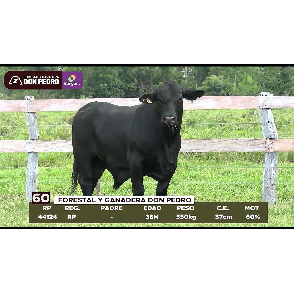 LOTE 60 // TORO BRANGUS