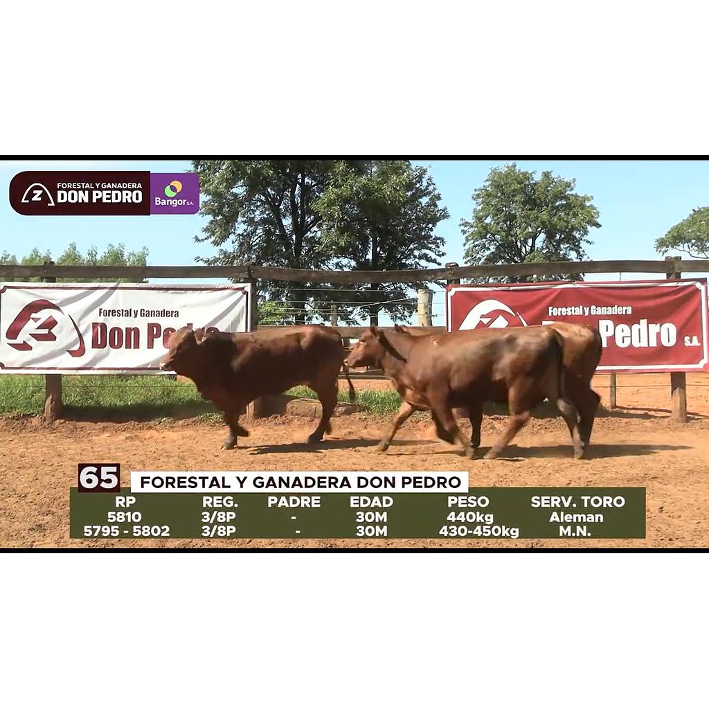 LOTE 65 // VAQUILLAS BRANGUS