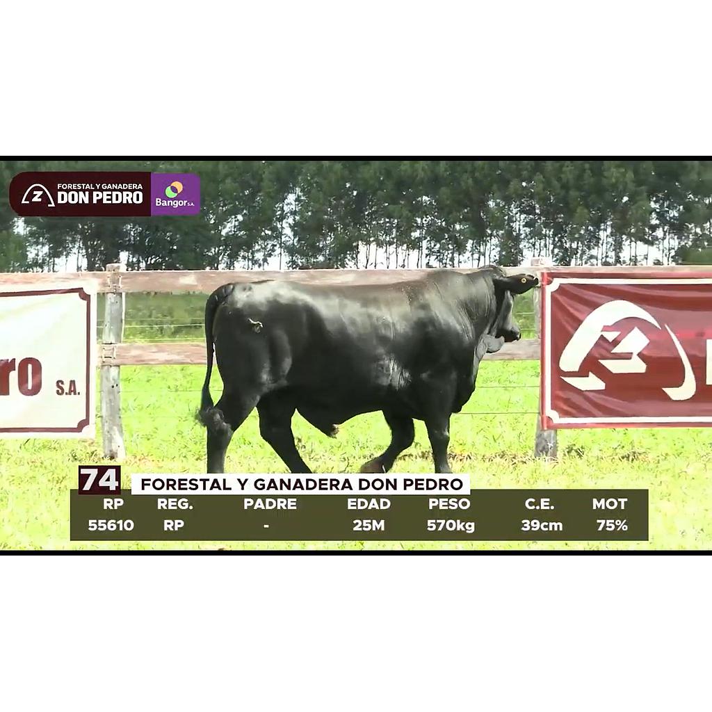 LOTE 74 // TORO BRANGUS