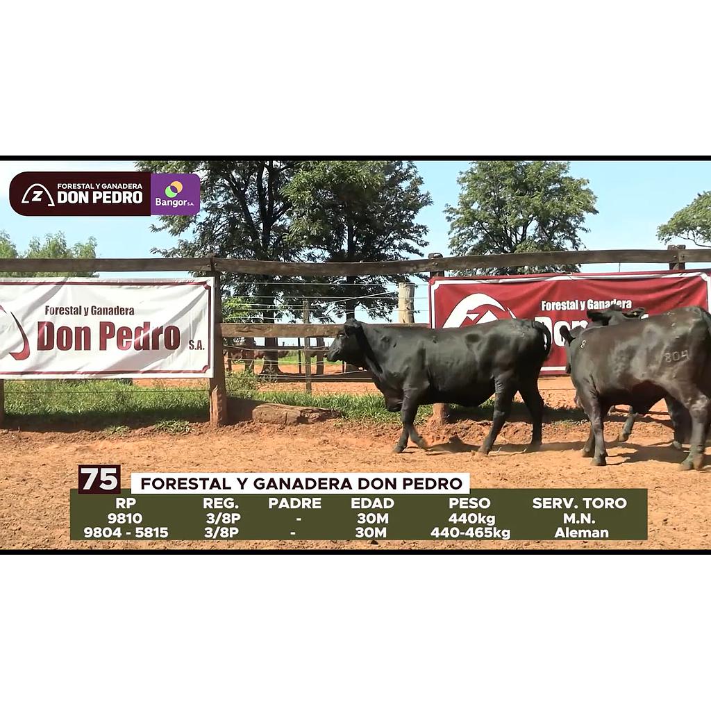 LOTE 75 // VAQUILLAS BRANGUS
