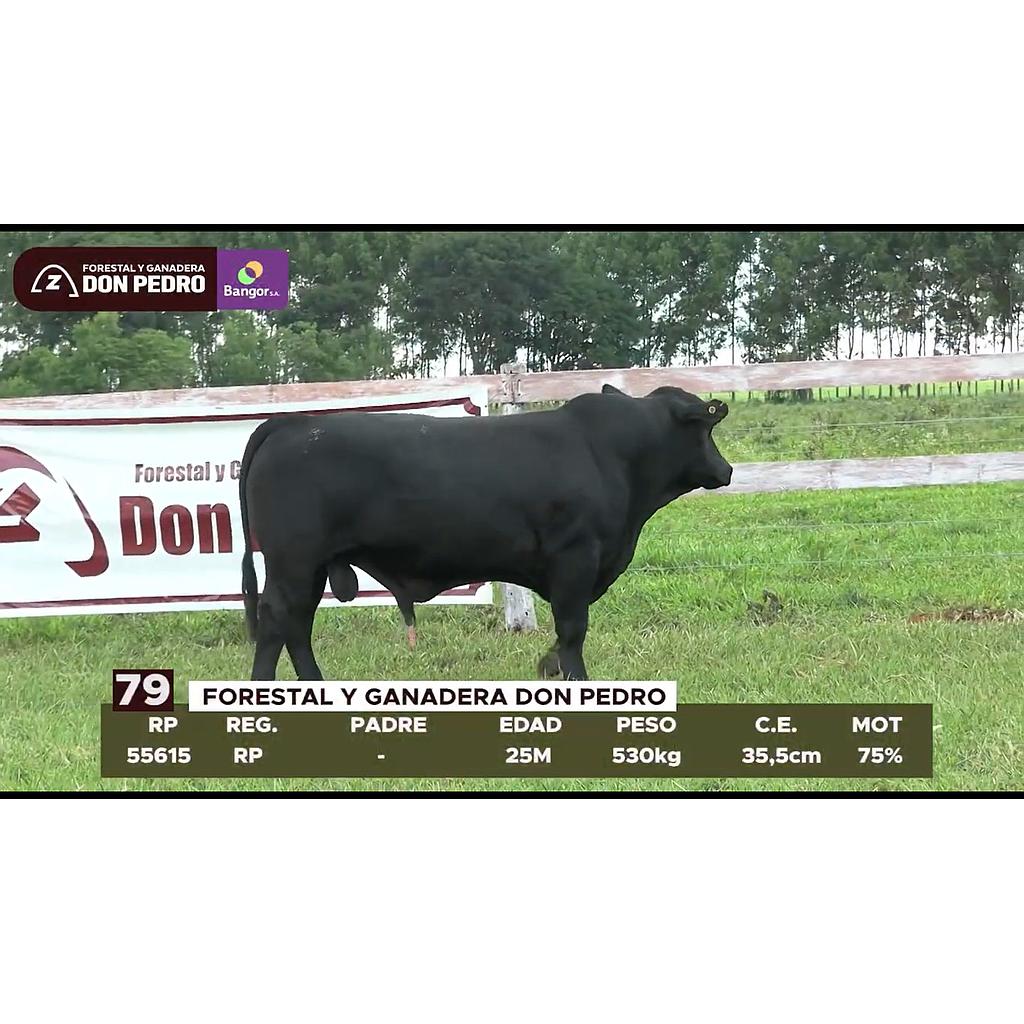 LOTE 79 // TORO BRANGUS