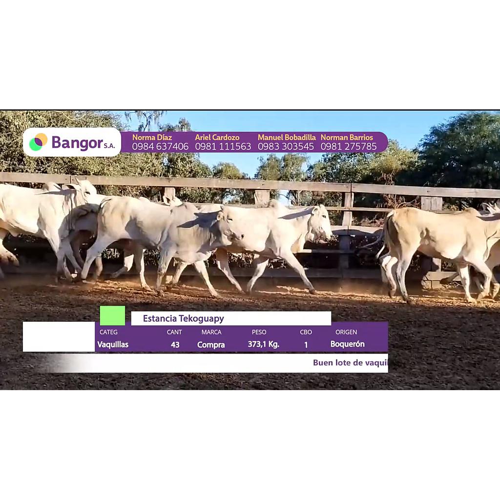 LOTE 84 // VAQUILLAS (CONSUMO)