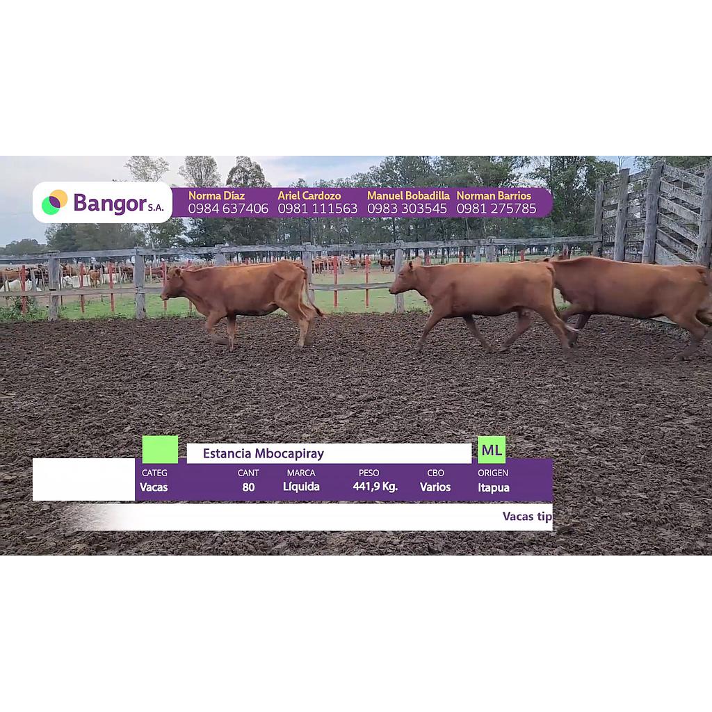LOTE 12 // VACAS PREÑADAS