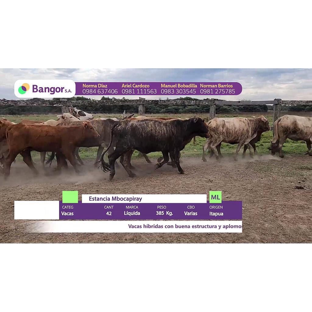 LOTE 18 // VACAS