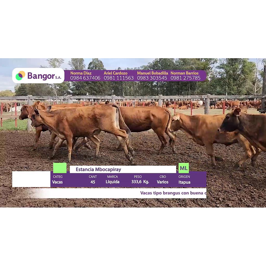 LOTE 20 // VACAS