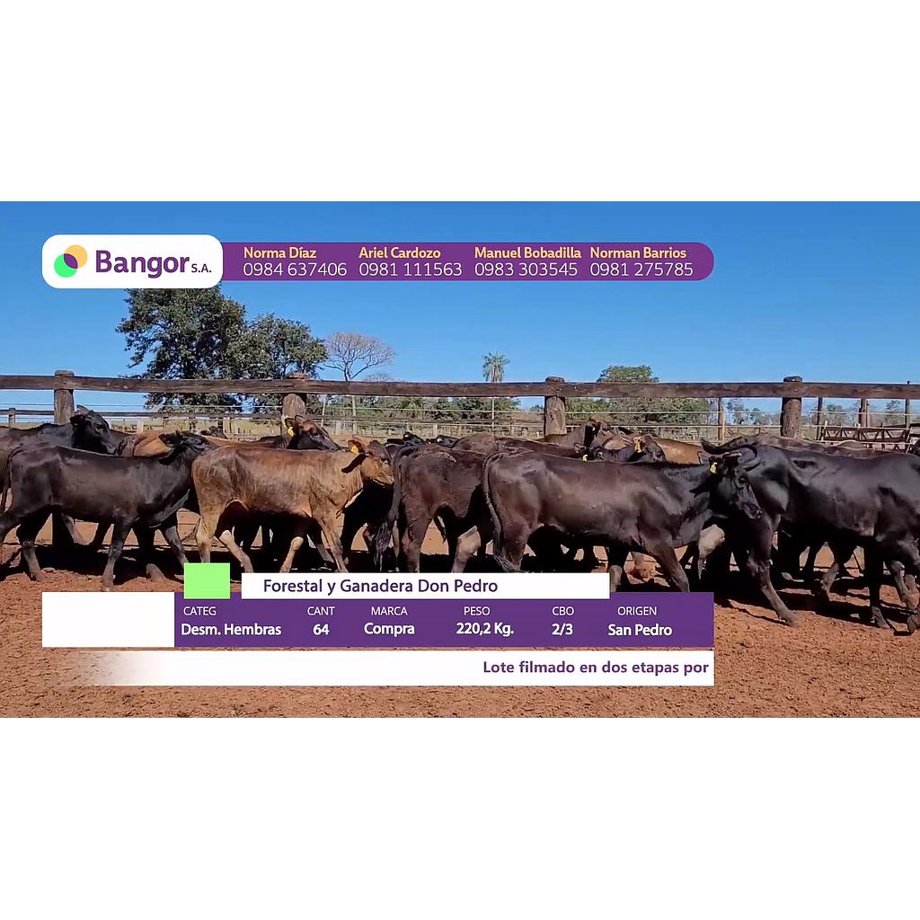 LOTE 09 // DESMAMANTES HEMBRAS (30, 60 Y 90 DIAS SIN INTERESES)
