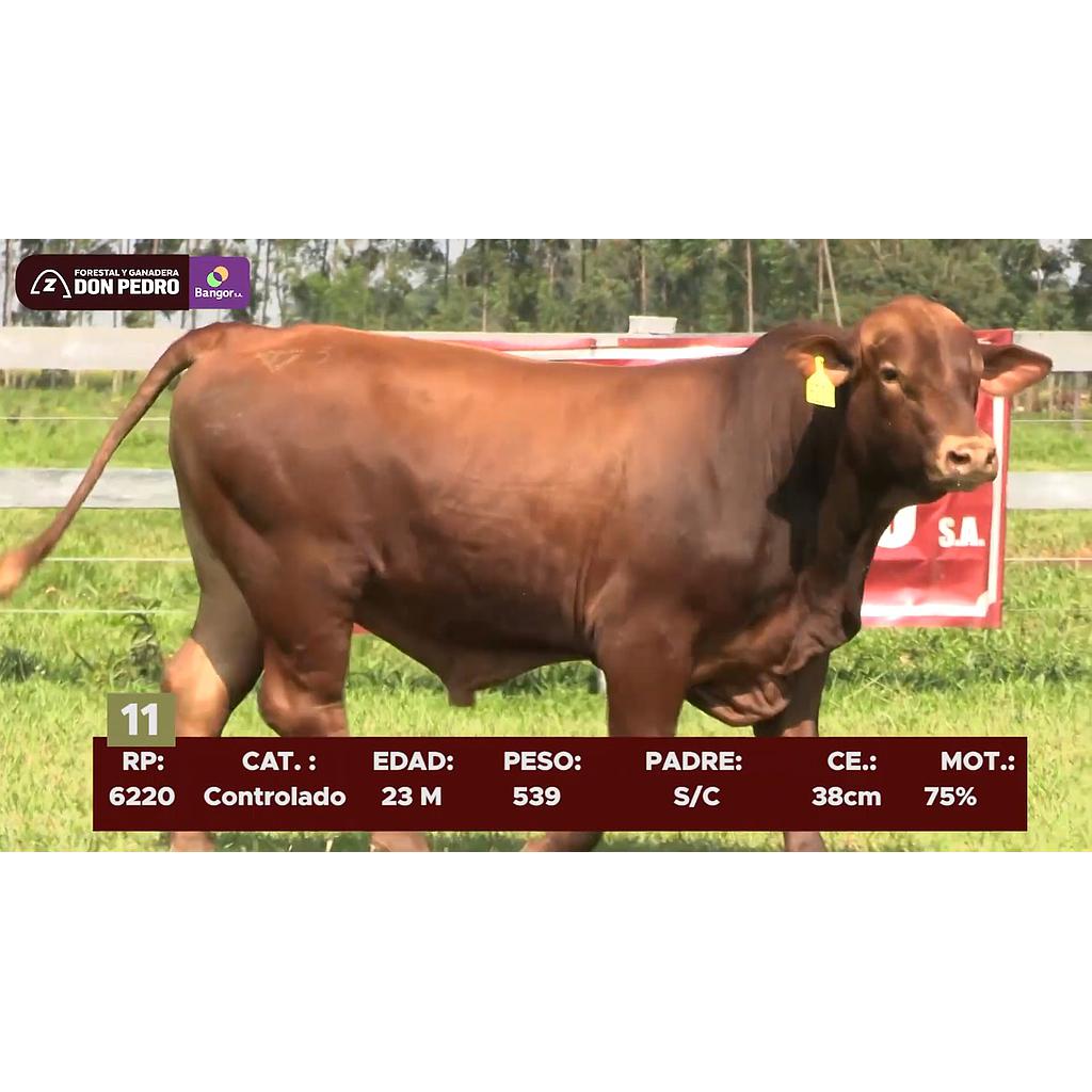LOTE 11