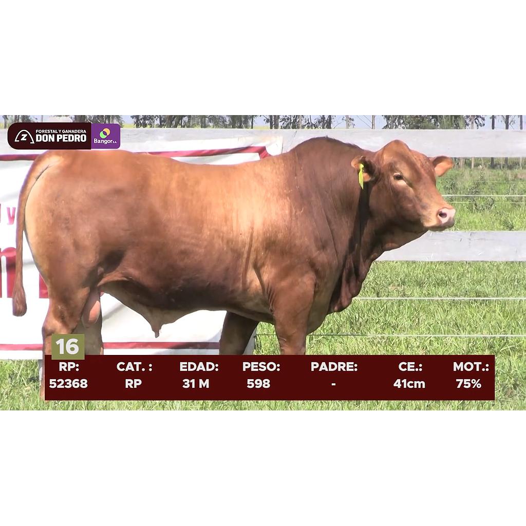 LOTE 16