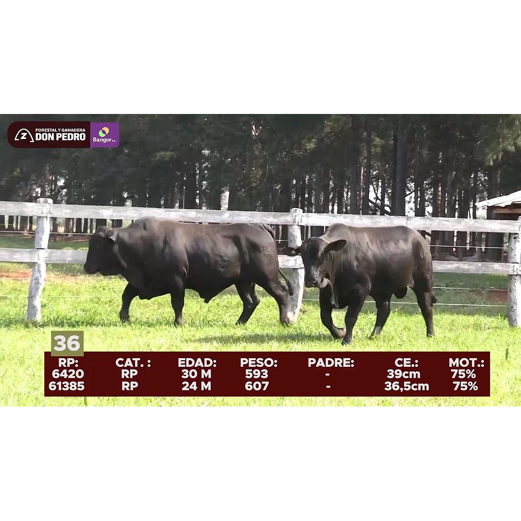LOTE 36