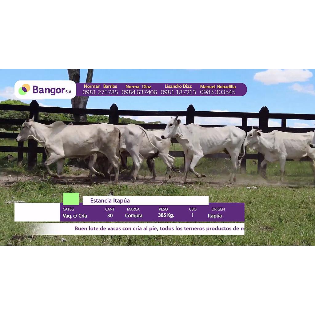 LOTE 10 // VAQUILLAS CON CRIA