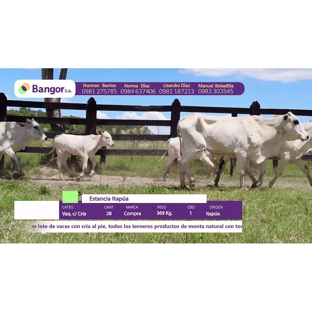 LOTE 12 // VAQUILLAS CON CRIA