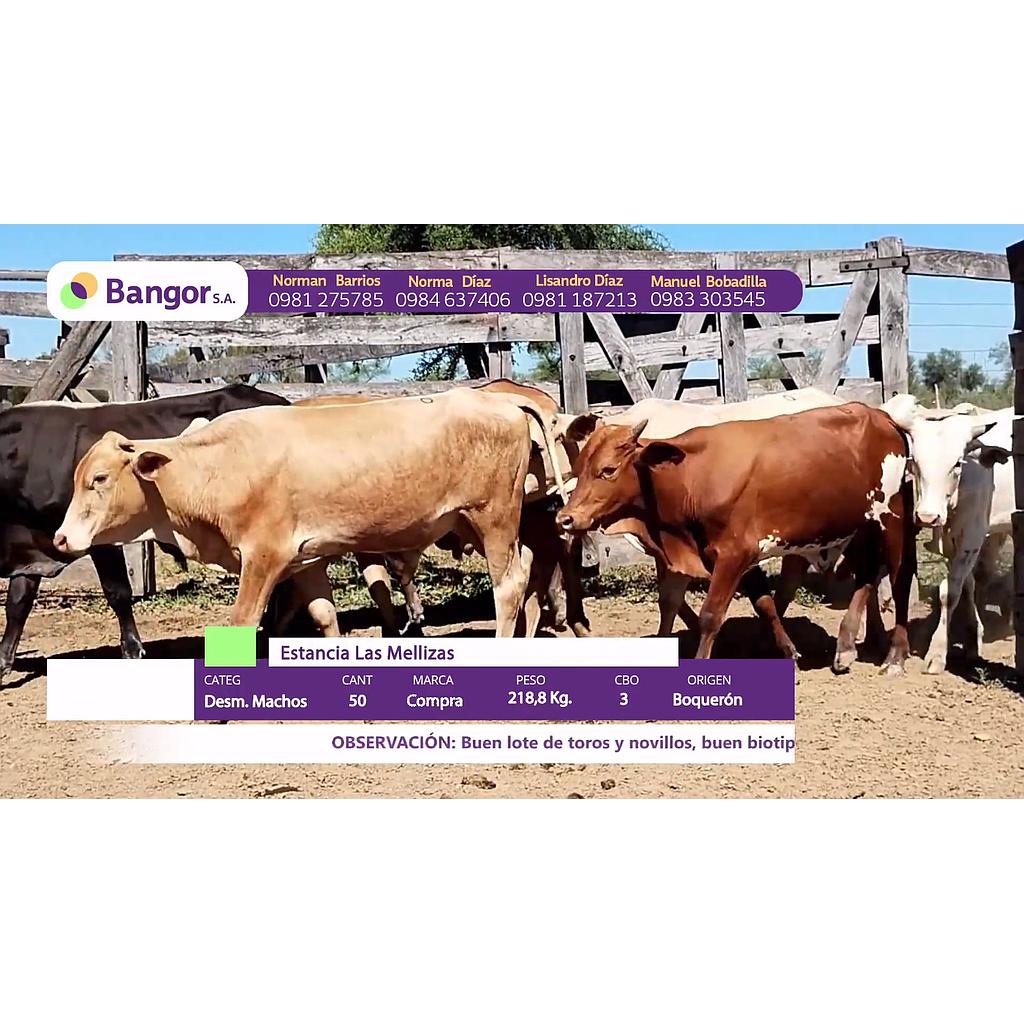 LOTE 11 // DESMAMANTES MACHOS