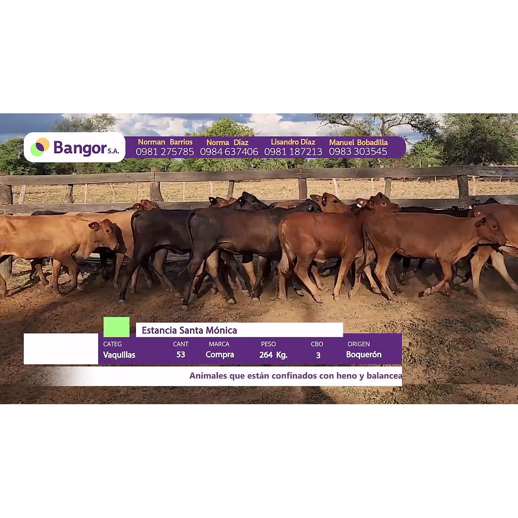 LOTE 11 // VAQUILLAS