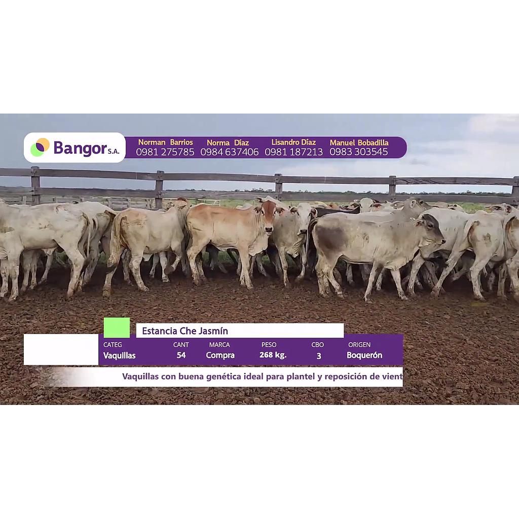 LOTE 04 // VAQUILLAS