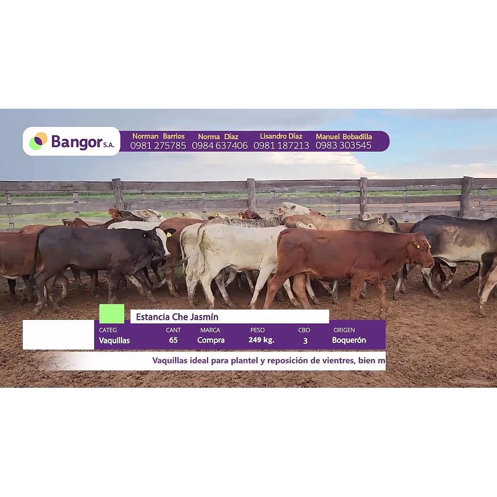 LOTE 05 // VAQUILLAS