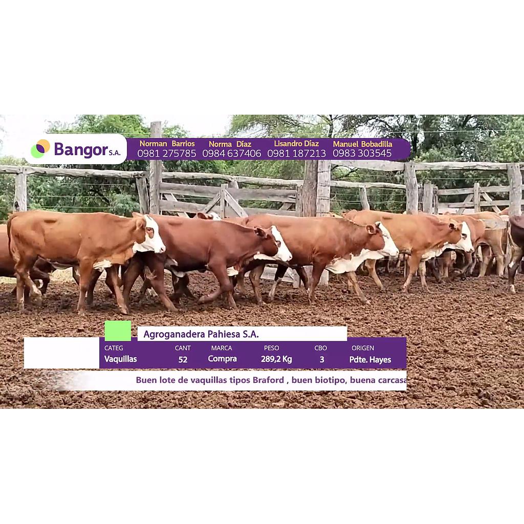 LOTE 14 // VAQUILLAS