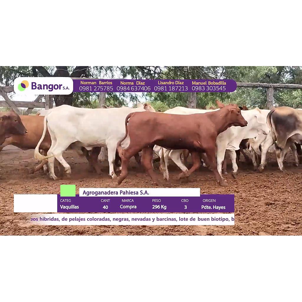 LOTE 15 // VAQUILLAS