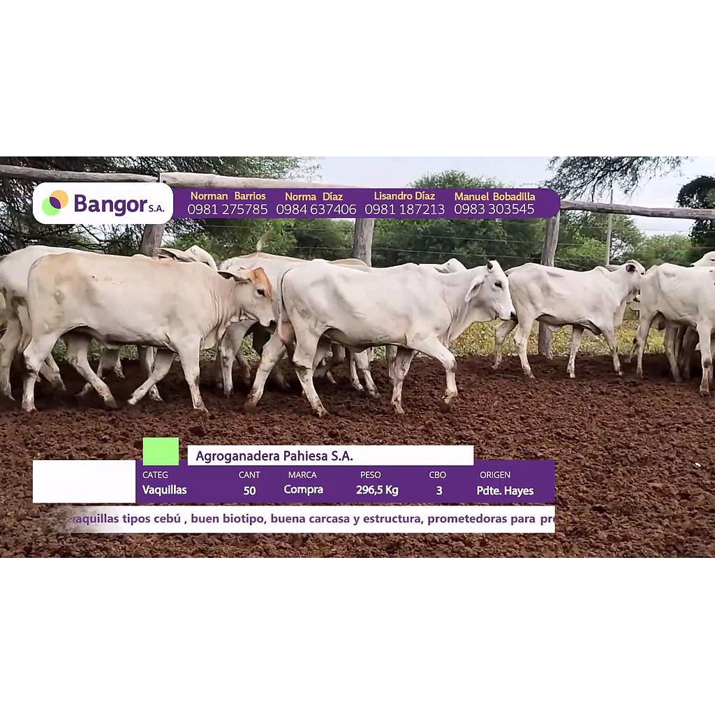 LOTE 17 // VAQUILLAS