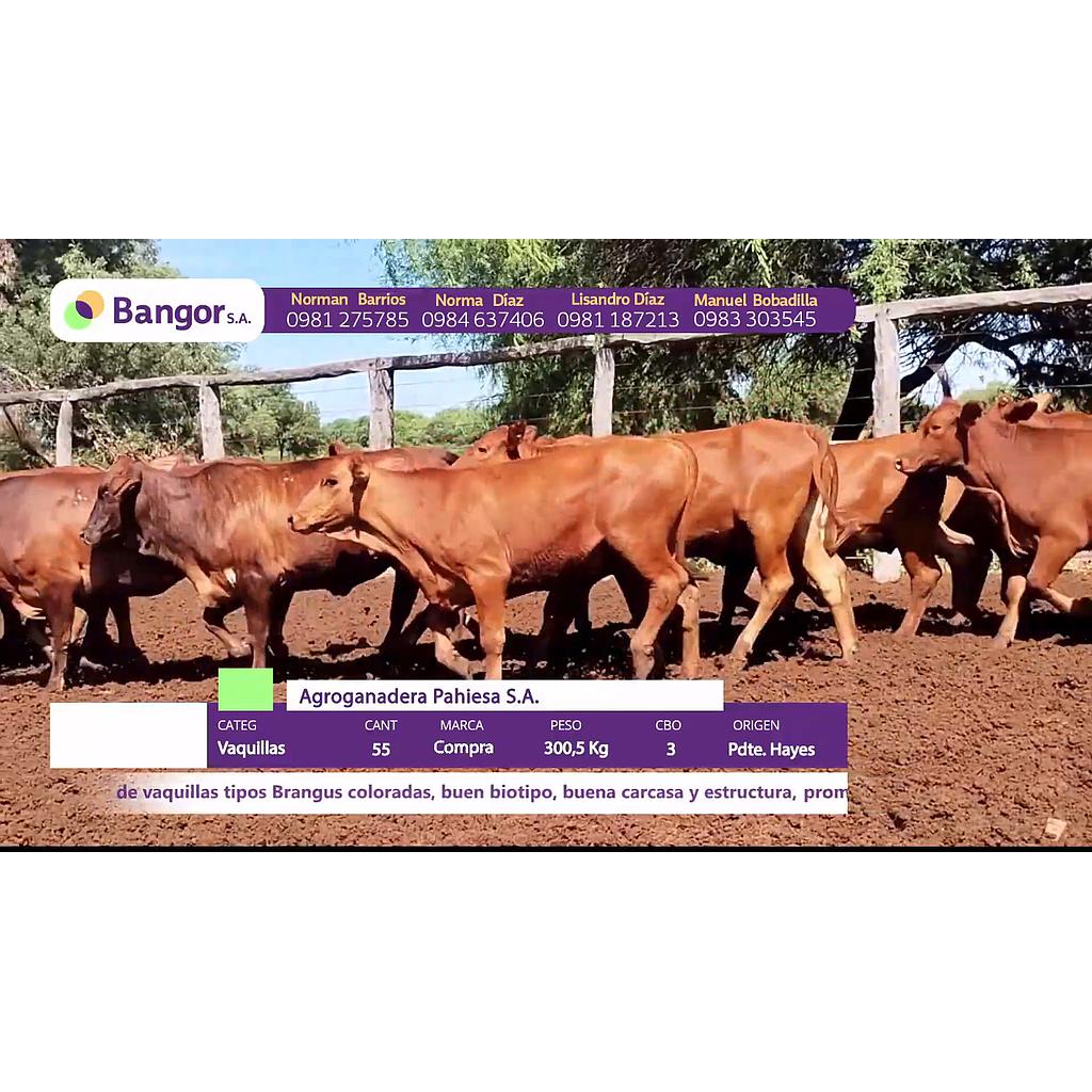 LOTE 18 // VAQUILLAS