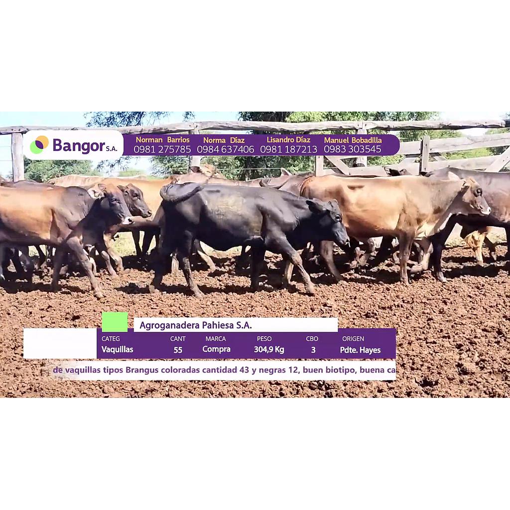 LOTE 19 // VAQUILLAS