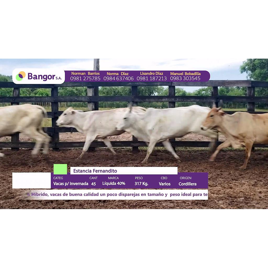 LOTE 20 // VACAS