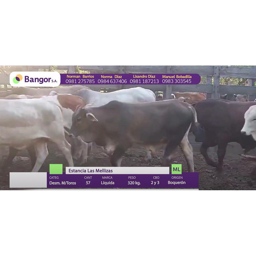 Lote 10 // Toros - Desmamantes Machos