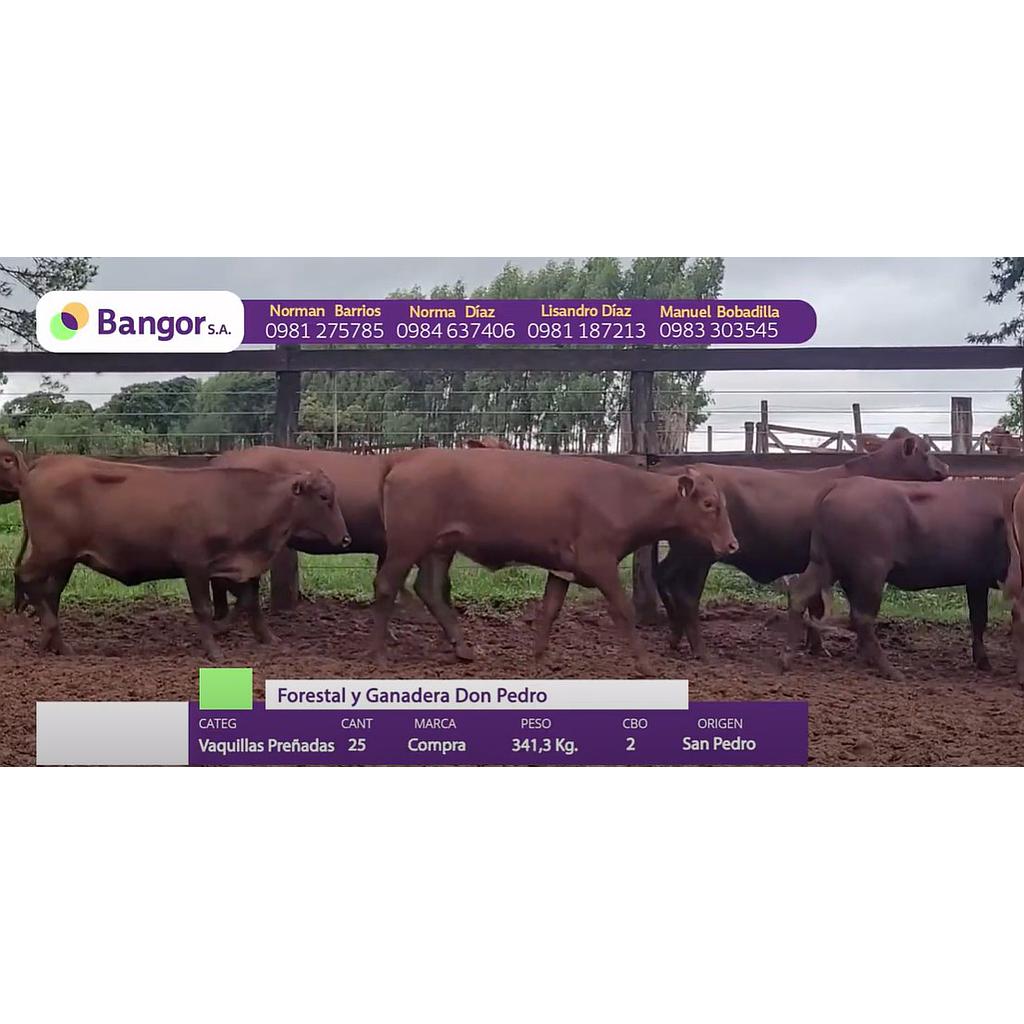 Lote 15 // Vaquillas Preñadas