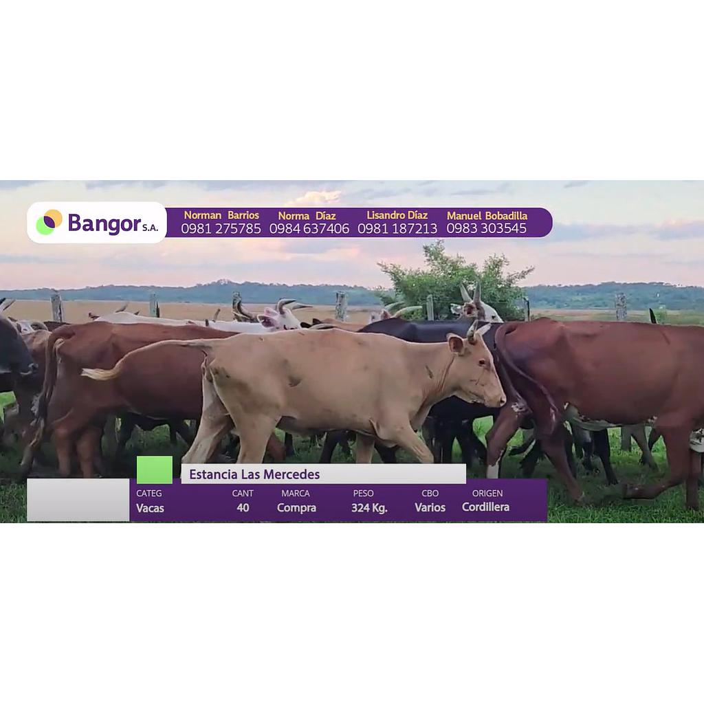 Lote 16 // Vacas